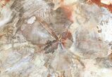 Colorful Petrified Wood Round (Top Quality) - Madagascar #66179-1